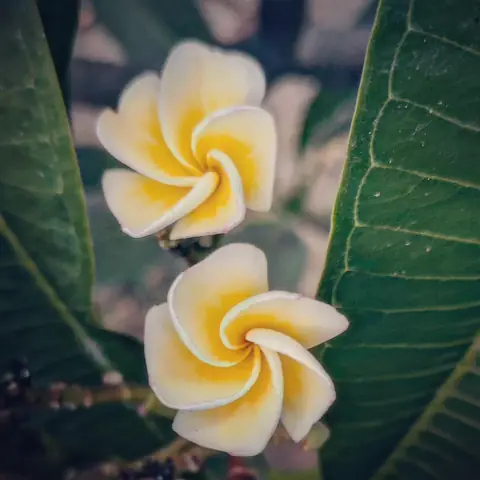 Golden Spiral, Goa