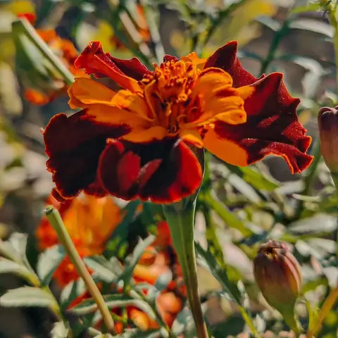 French Marigold in Sun, India