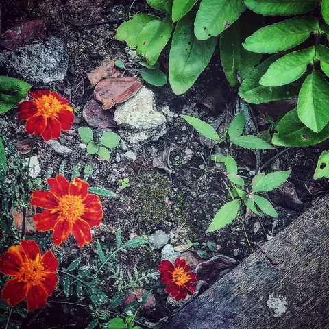 Marigolds Among the Stones, India