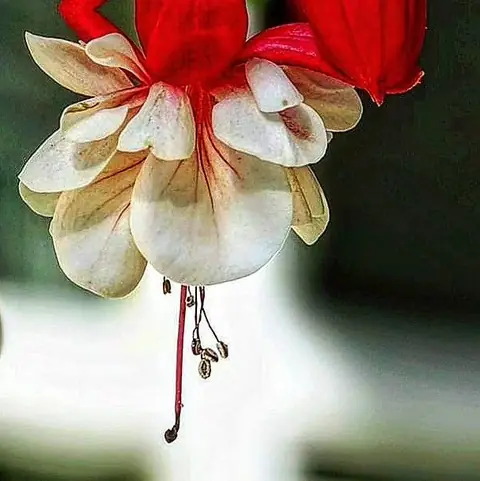 Fuchsia, Hanging, Himalayan Foothills, India