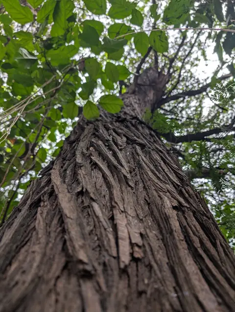 Furrowed Bark, Looking Up, India