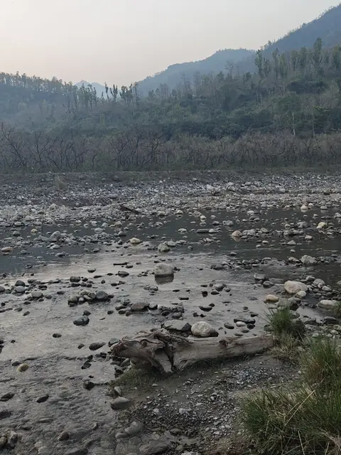 Driftwood on the Riverbed, Dehradun, Uttarakhand