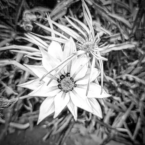 Gazanias in Black and White, India