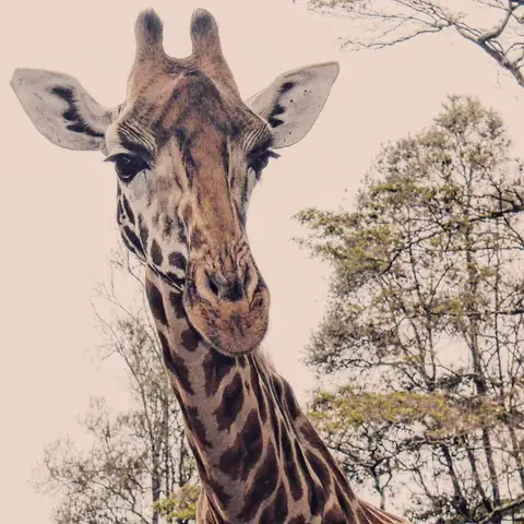 The Giraffe Looks Back, Nairobi, Kenya