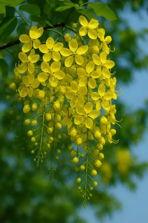 Golden Shower, India