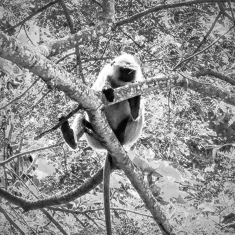 Langur in the Fork, India