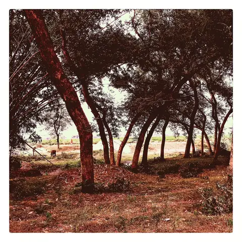 Grove Light, Central India