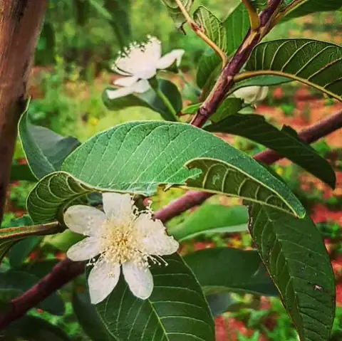 Guava in Bloom, India