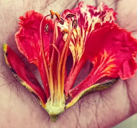 Gulmohar in Hand, Bangalore, India