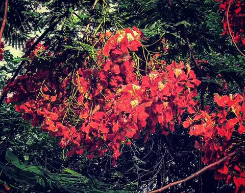 Gulmohar, in Full, India