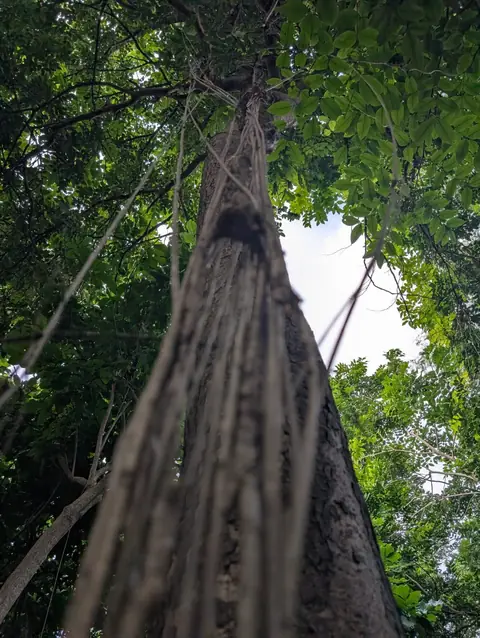 Cords Down the Trunk, India