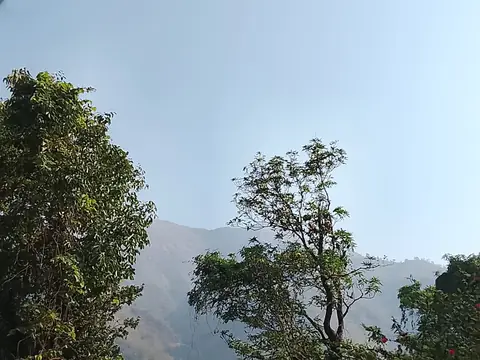Two Trees, Hazy Hills, India