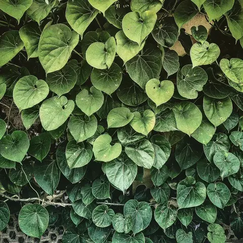 A Wall of Heart Leaves, India