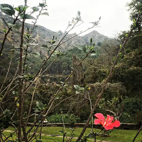 Hibiscus and Hills, Himachal Pradesh, India