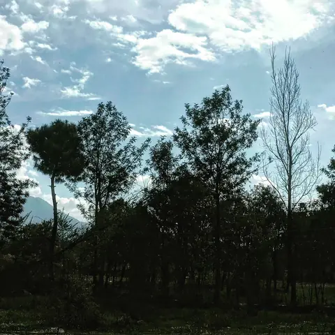 Peak Behind the Trees, Himachal Pradesh, India