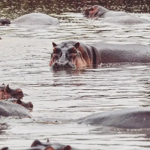 The Pod, Maasai Mara, Kenya