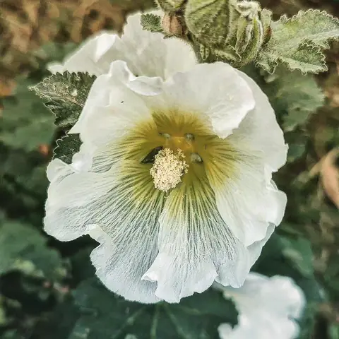 Hollyhock Quiet, Hill Station, India