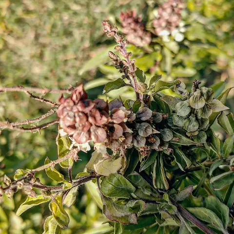 Tulsi Gone to Seed, India