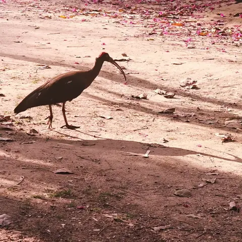 Red-Naped Ibis at Petal-Fall, Bangalore, India
