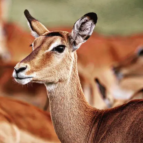 Impala, Looking Past, Maasai Mara, Kenya