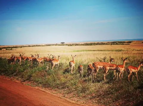 Plains Watchers, Maasai Mara, Kenya