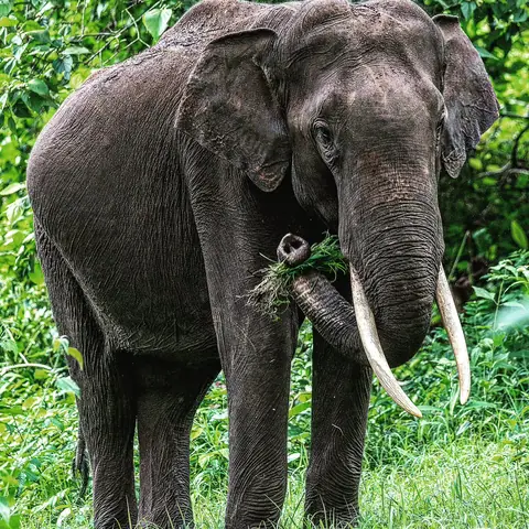 Gentle Giant, Kabini, Karnataka
