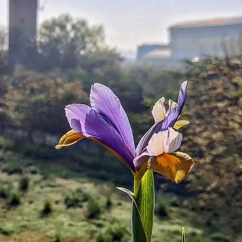 Iris in the Field, India