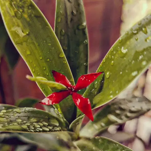 Ixora After Rain, India