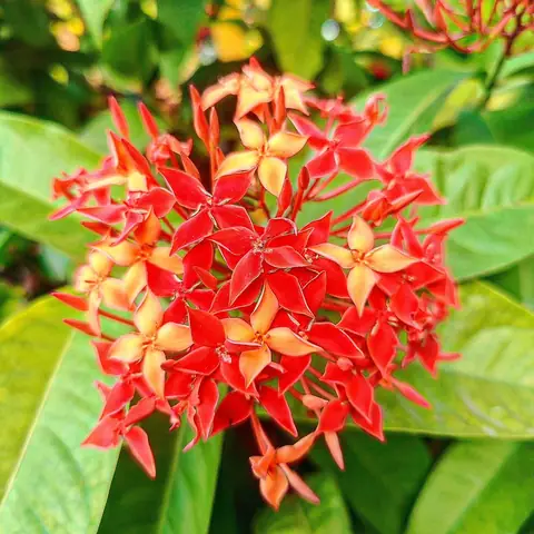 Ixora in Full Head, India