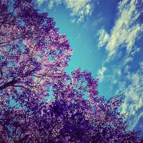 Jacaranda in Bloom, India