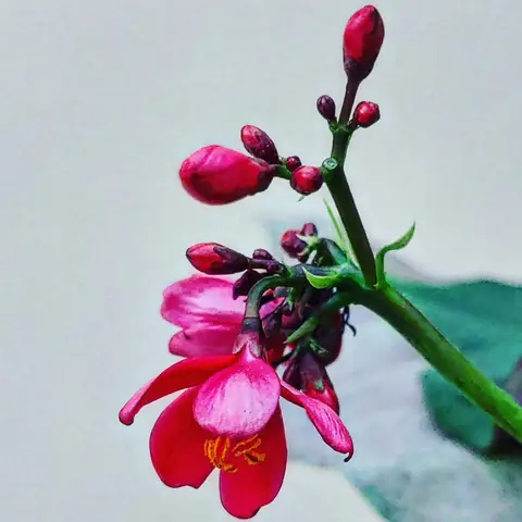 Jatropha, Half-Open, India