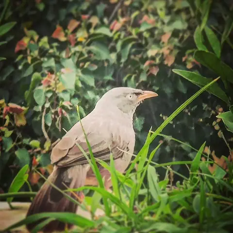Jungle Babbler, India