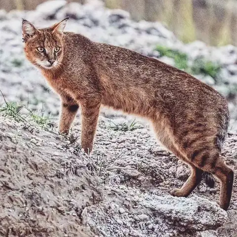 Wild Gaze, Ranthambore, Rajasthan