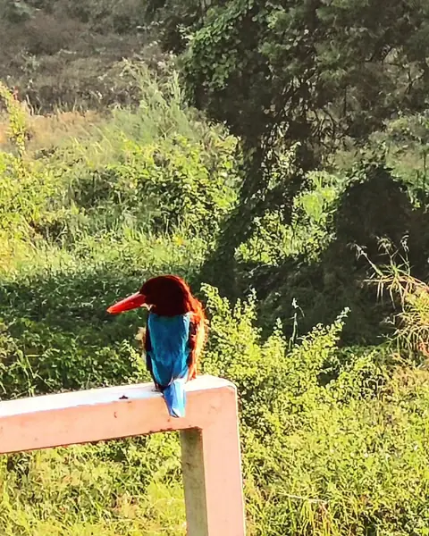 Kingfisher, India