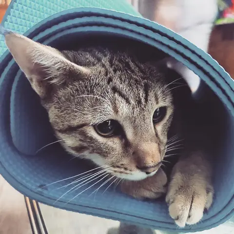 Kitten in the Mat, India