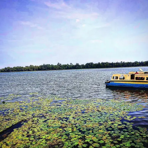Lily Float, Odisha, India