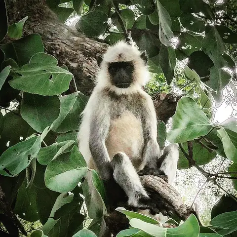 Forest Dweller, Madhya Pradesh
