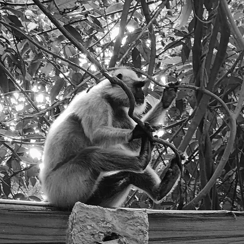 Langur in the Vines, India
