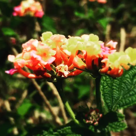 Lantana, Two-Toned, India