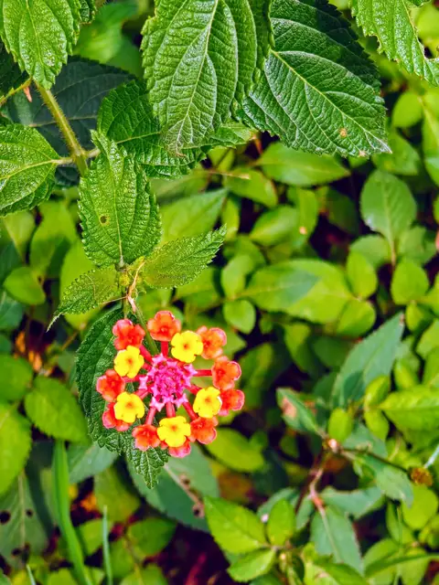 Lantana Flower Head, India