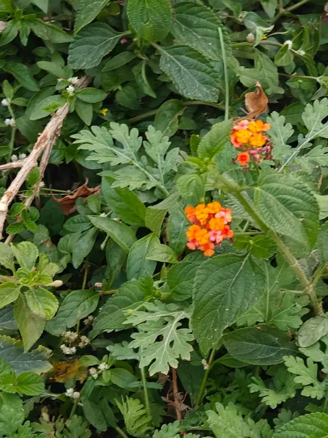 Lantana in the Foothills, Dehradun, Uttarakhand