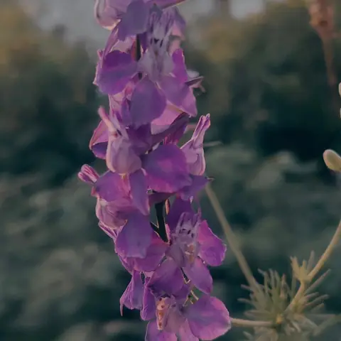 Larkspur at Dusk, India