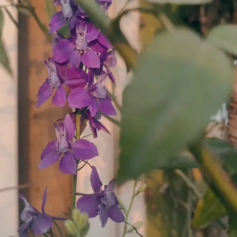 Larkspur by the Wall, India