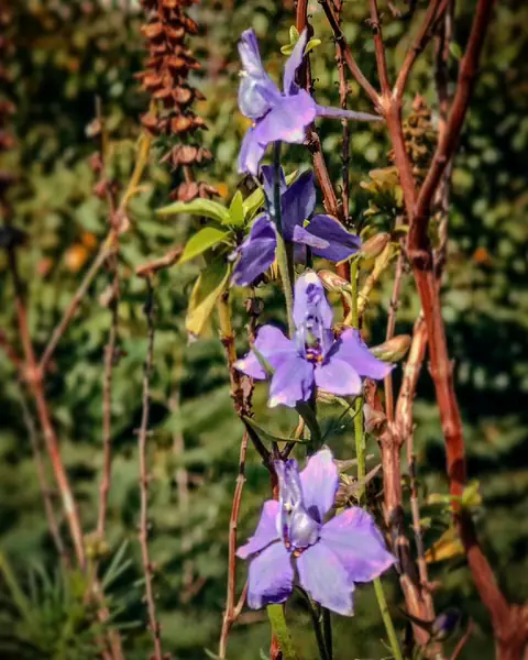 Larkspur Among Red Stems, India