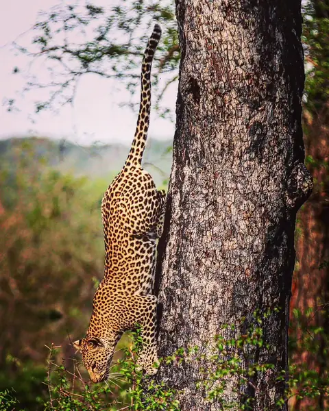 Silent Descent, Kabini, Karnataka