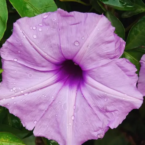 Morning Glory with Raindrops, India