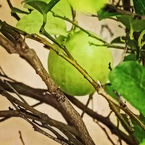 Lime, with Thorns, India