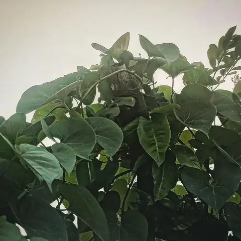 Stump in the Leaves, Bangalore, India