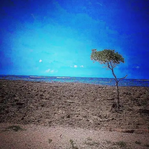 Solitary Sentinel, Kenya