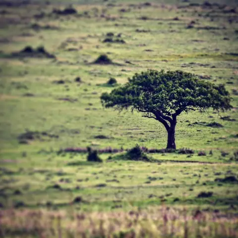 The Tree on the Mara, Maasai Mara, Kenya